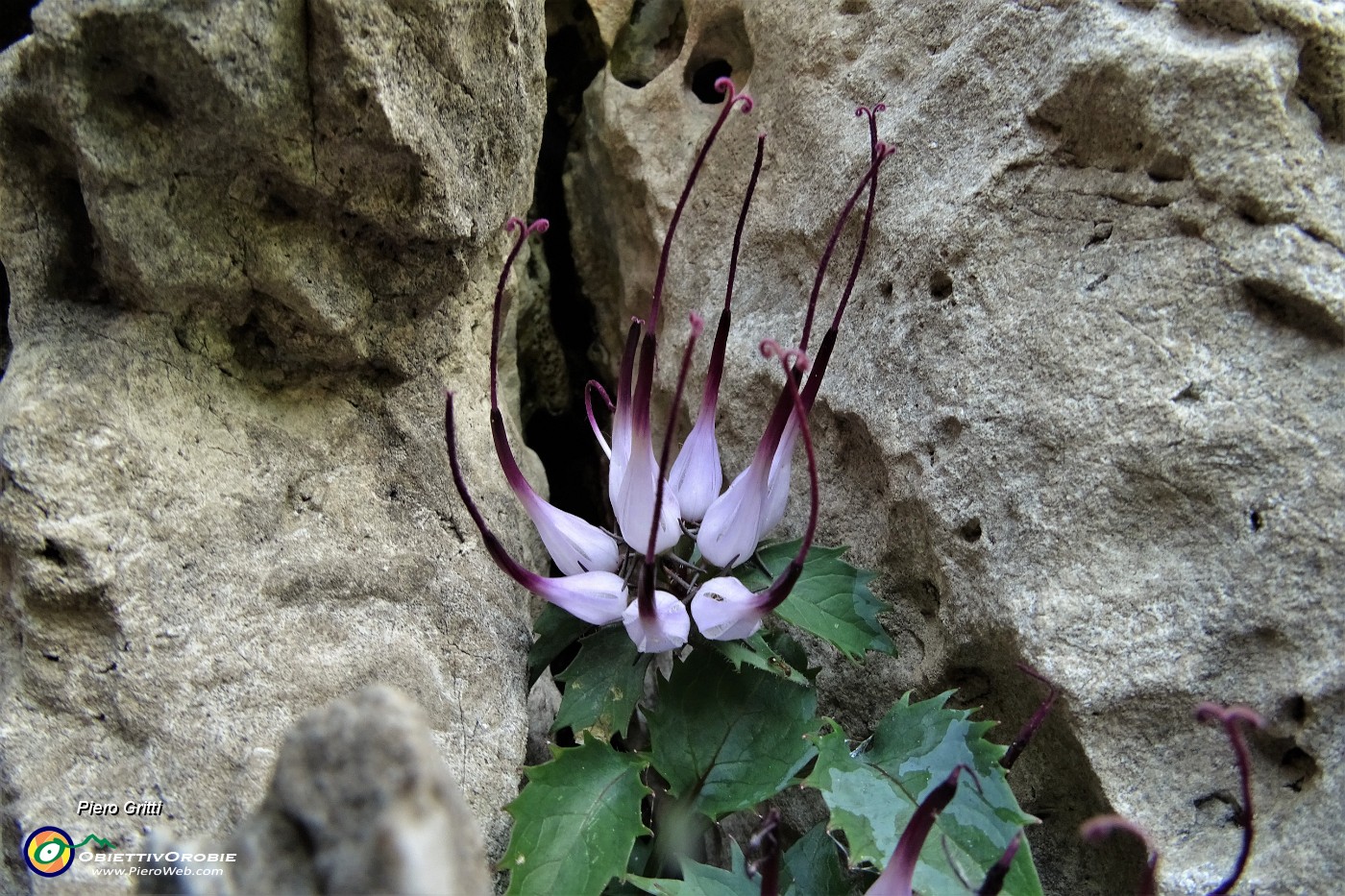 66 Raponzolo di roccia (Physoplexis comosa) in Filaressa... scoperto da Ettorina.JPG